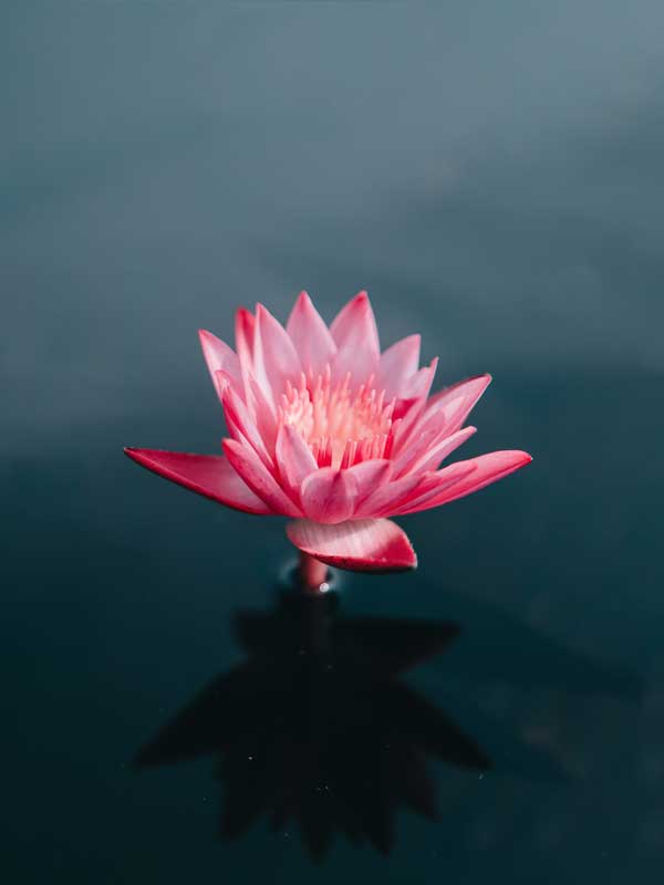 Peaceful Looking Pink Water Lily